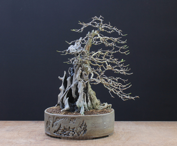 privet bonsai deadwood superglue